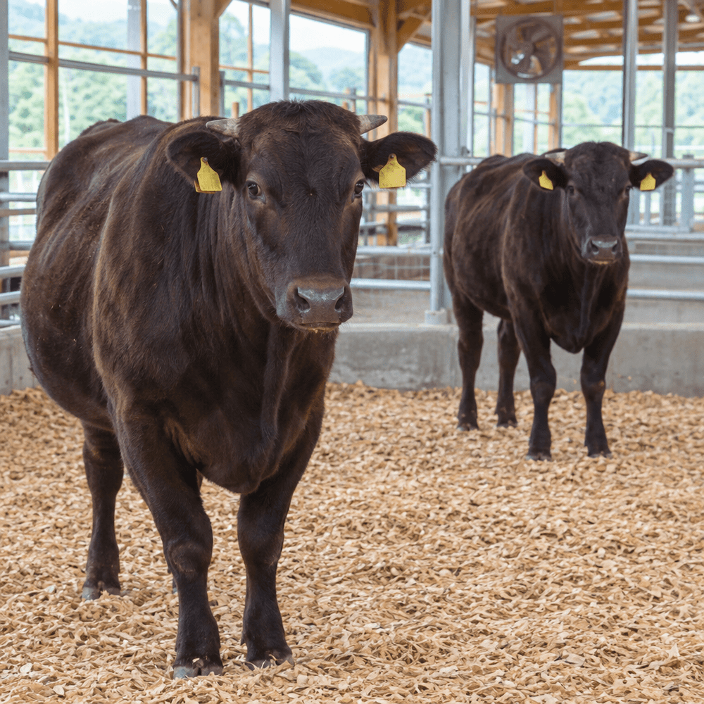 肉牛の敷材に竹チップ｜消臭・吸水で牛舎を快適に保つ使い方 - 農業経営研究所
