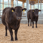 肉牛の敷材に竹チップ｜消臭・吸水で牛舎を快適に保つ使い方 - 農業経営研究所